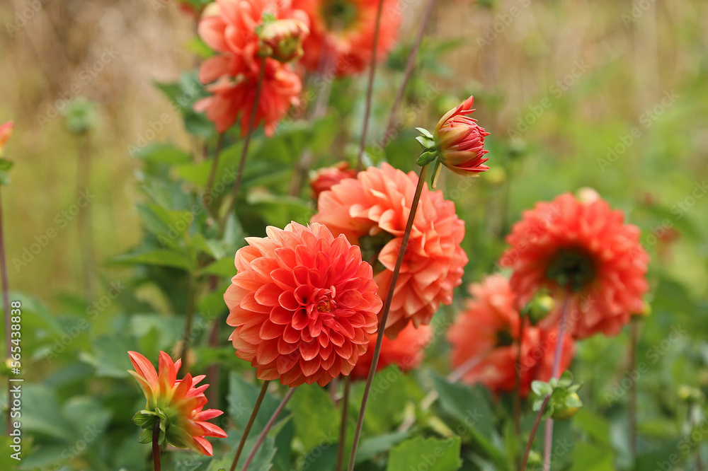 Red Dahlia flowers