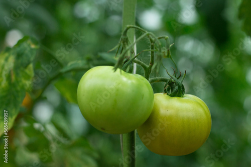 unripe tomatoes in organic garden on a blurred background of greenery. Eco-friendly natural products, rich fruit harvest. Close up macro. Copy space for your text. Selective focus.