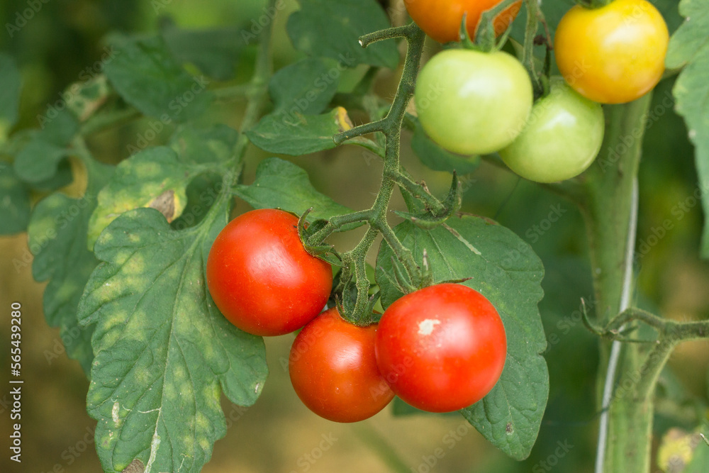 ripe and unripe red tomatoes in organic garden on a blurred background of greenery. Eco-friendly natural products, rich fruit harvest. Close up macro.  Copy space for your text. Selective focus.