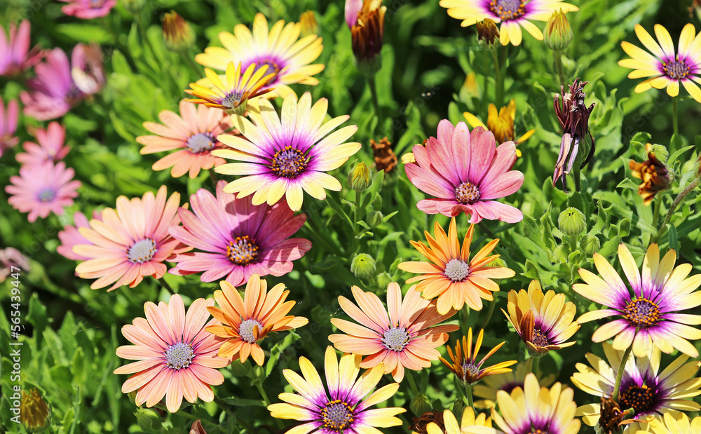 Fototapeta premium Colorful African daisy flowers