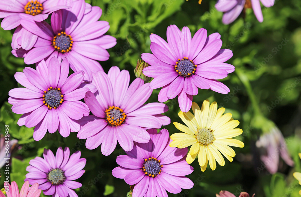 Fototapeta premium Pink African daisy flowers