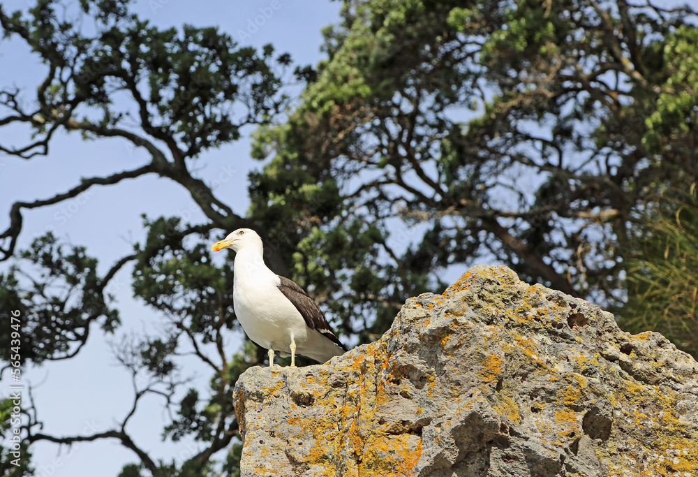Seagull on the rock Seagull on the rock