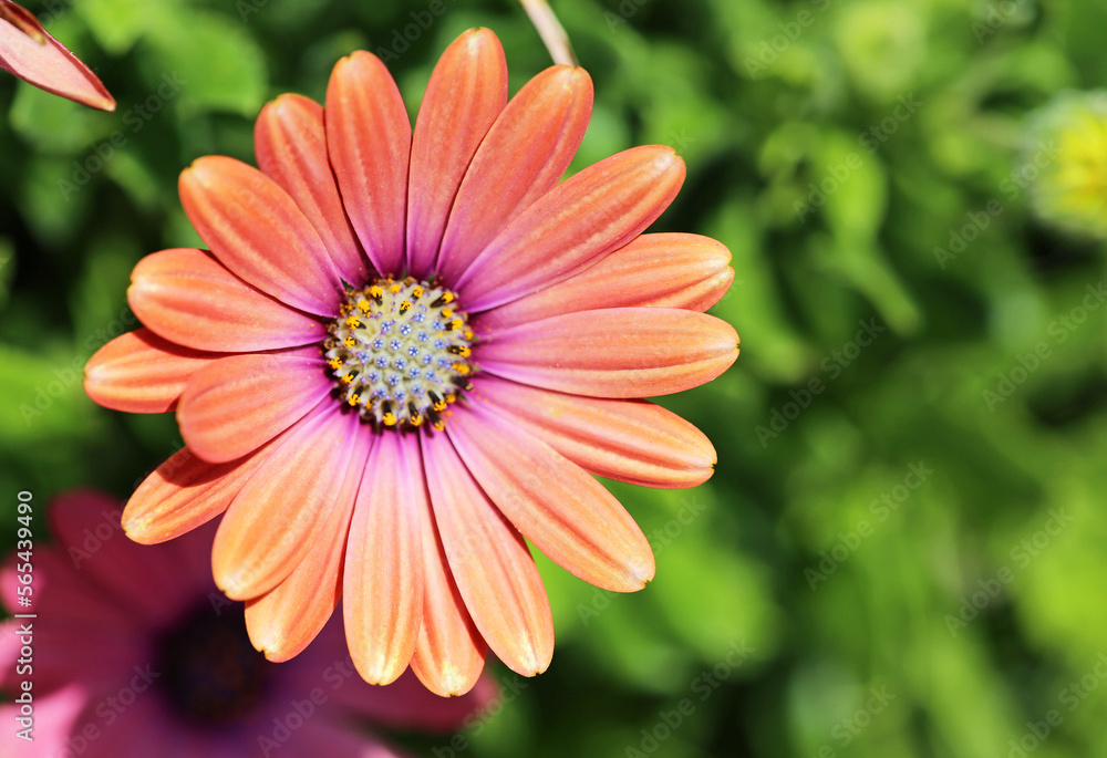Obraz premium Single African daisy