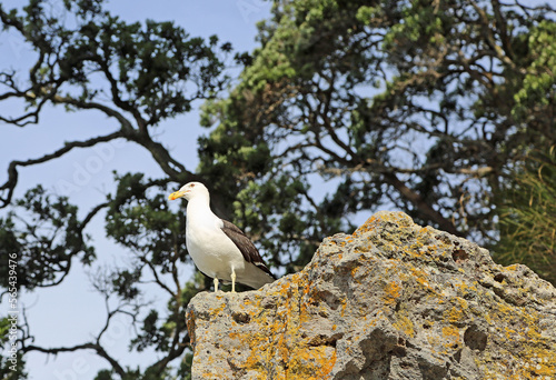 Seagull on the rock