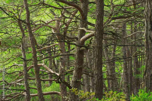 The natural background of the bizarre intertwining of trunks and branches of relict pine trees growing on the steep slopes of the Black Sea highlands.
