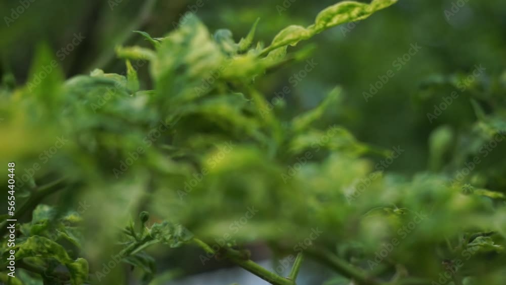 Video of plants that look very fresh and grow lush Video of plants that look very fresh and grow lush