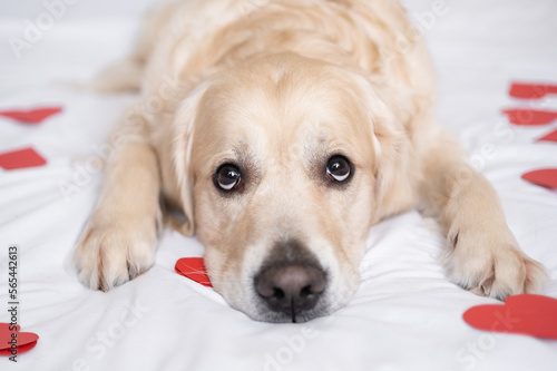 A cute dog lies on a bed with red hearts on Valentine's Day. A golden retriever for a romantic February holiday.
