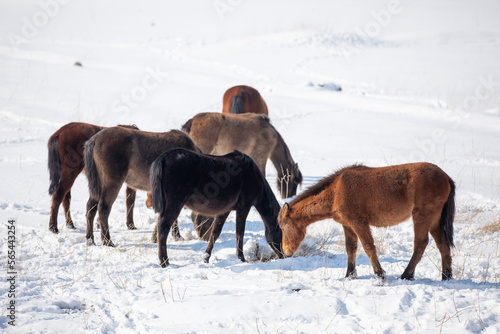 Wild horses are running and on the snow. Yilki horses are wild horses that are not owned in Kayseri, Turkey © kenan