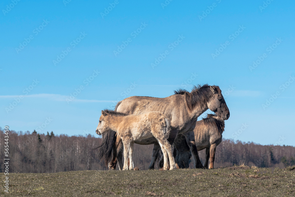 Herd of wild Konik horses on the pasture in Latvia Herd of wild Konik horses on the pasture in Latvia