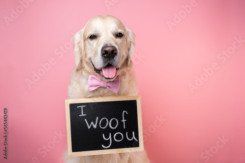 Cute dog sitting with an I LOVE YOU sign on a pink background. Golden Retriever on Valentine's Day