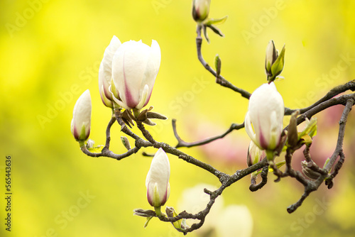 Beautiful buds of magnolia on the bright yellow backgrond