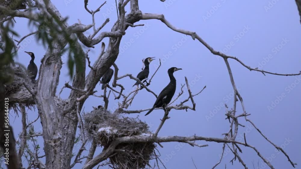Married couple big black cormorant (Phalacrocorax carbo) sits on tree. Watch a selection of shots from life of one big black cormorant (Phalacrocorax carbo) and her family to create a movie. Married couple big black cormorant (Phalacrocorax carbo) sits on tree. Watch a selection of shots from life of one big black cormorant (Phalacrocorax carbo) and her family to create a movie.