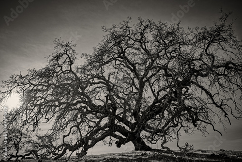 black and white silhouette of a mighty oak tree in winter