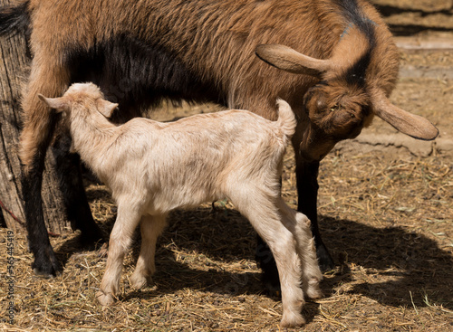 Alpine Goat Dairy Animal. Motherhood, the relationship between a mother and a newborn baby goat.