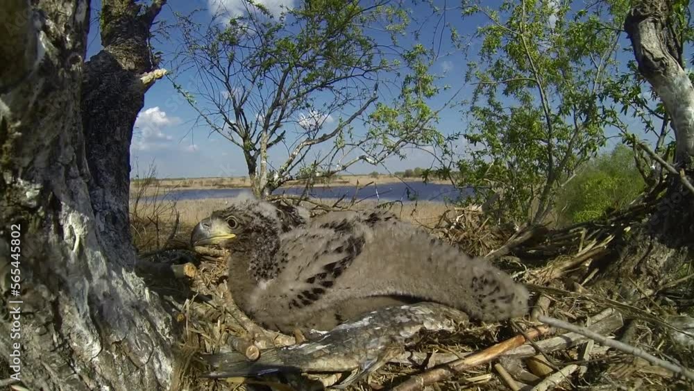 Clumsy black vulture chicks in nest. Black vulture nests in old trees. Grown-up chicks feel danger. Clumsy black vulture chicks in nest. Black vulture nests in old trees. Grown-up chicks feel danger.