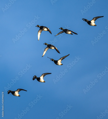 Flock of Greater Scaup (Aythya marila) Ducks