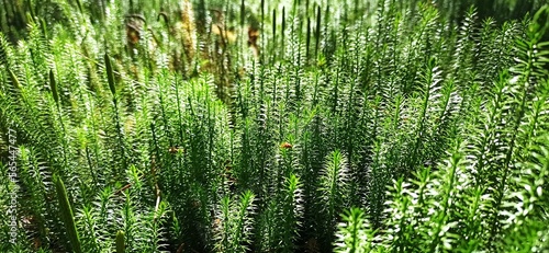 cypress-leaved plait moss closeup. Hypnum cupressiforme. Forest plant photo