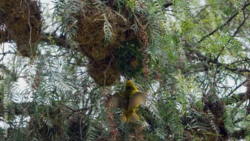 Black-headed oriole (Oriolus xanthornus) is a yellow bird, very beautiful, with dense plumage, long and thin neck. Head is neat, long-nosed, with two elegant tufts. photo