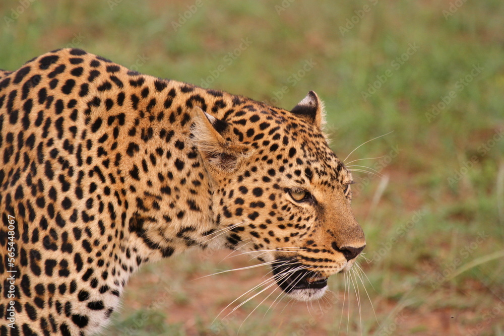 Face closeup of a wild leopard walking in savanna Face closeup of a wild leopard walking in savanna