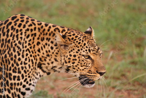 Face closeup of a wild leopard walking in savanna