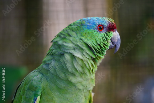 Wallpaper Mural Festive Parrot (Amazona festiva), Amazon rainforest near Balbina, Amazonas, Brazil, South America. Torontodigital.ca