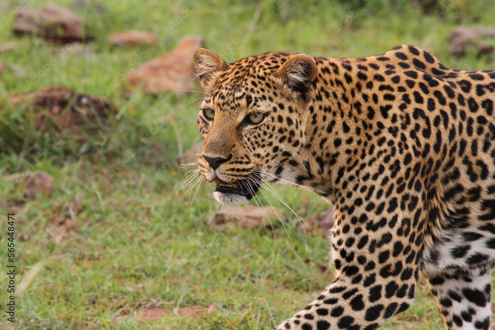Face closeup of a wild leopard walking in savanna Face closeup of a wild leopard walking in savanna