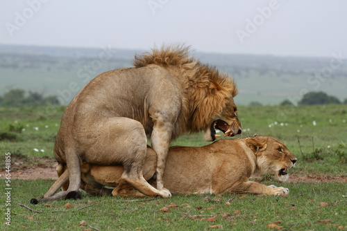 Close-up of a lion and lioness mating and roaring at each other