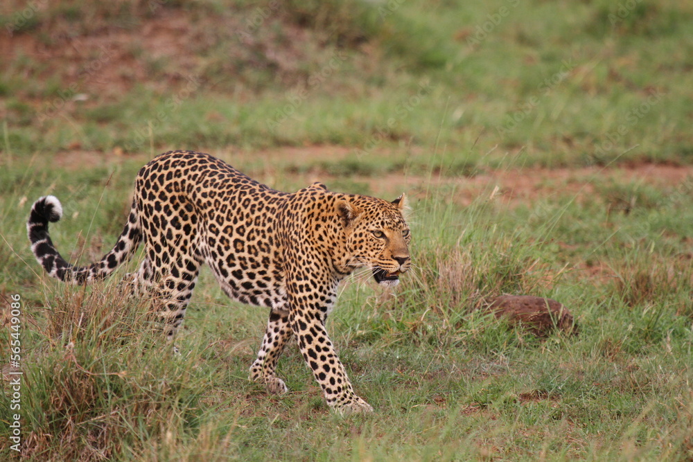 Fototapeta premium Leopard walking down a rocky hill slope with one paw raised