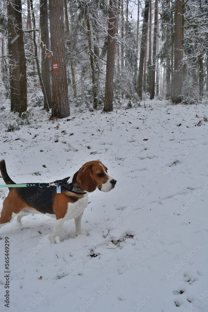 beagle in snow