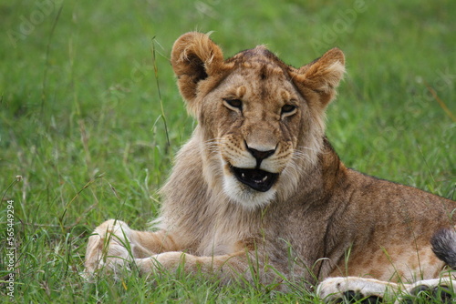 Cute lion cub rests on green grass looking into camera and mouth open