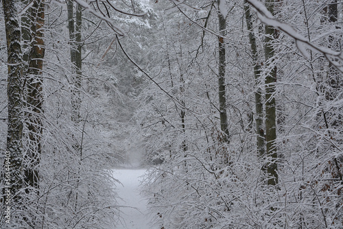Fototapeta Naklejka Na Ścianę i Meble -  snow covered trees