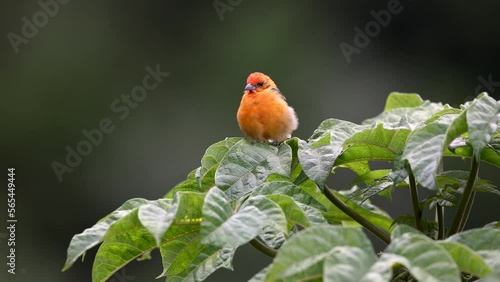 Flame colored tanager in Costa Rica  photo