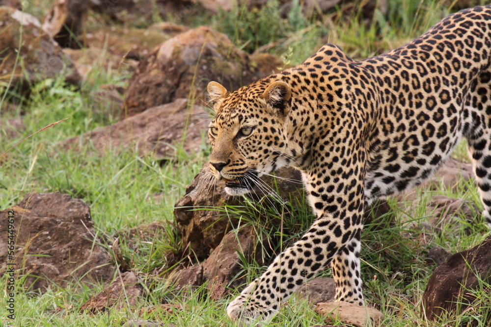 Fototapeta premium Leopard walking down a rocky hill slope with one paw raised
