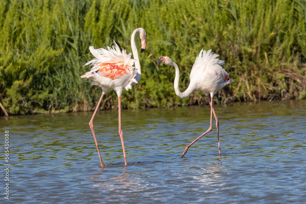 Flamingos at the Ornithological Park of Pont de Gau. Flamingos at the Ornithological Park of Pont de Gau.
