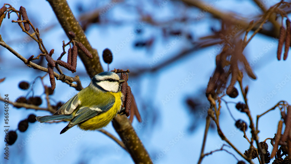 beautiful Eurasian blue tit eating small cones during winter time. Poland. Birds of Europe beautiful Eurasian blue tit eating small cones during winter time. Poland. Birds of Europe