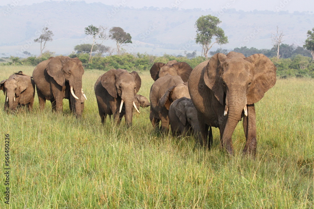 Fototapeta premium Large herd of elephants with several small calfs wander by the camera