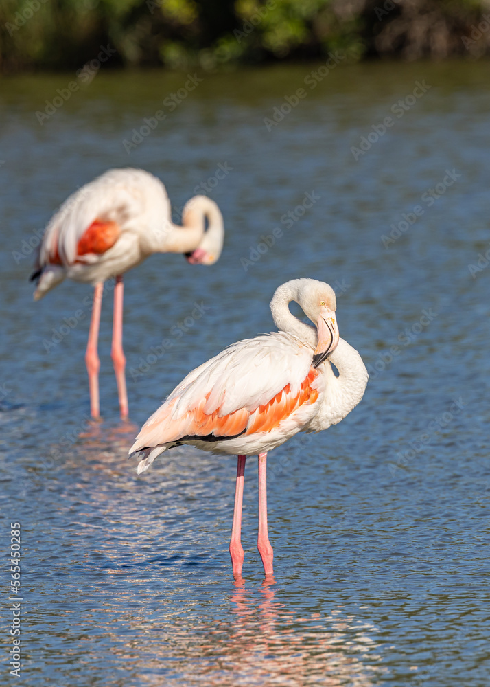 Obraz premium Flamingos at the Ornithological Park of Pont de Gau.