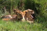 Closeup of three grown-up lion cubs resting in high green grass, one cub yawning