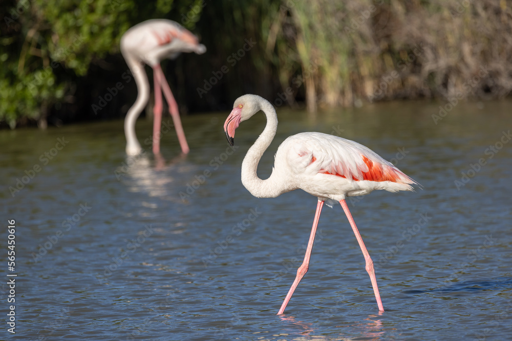 Obraz premium Flamingos at the Ornithological Park of Pont de Gau.