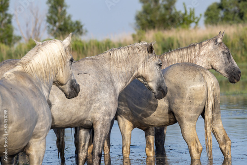 Horses in the marshes of the Camargue.