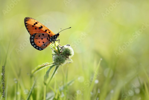 butterfly perched on the grass