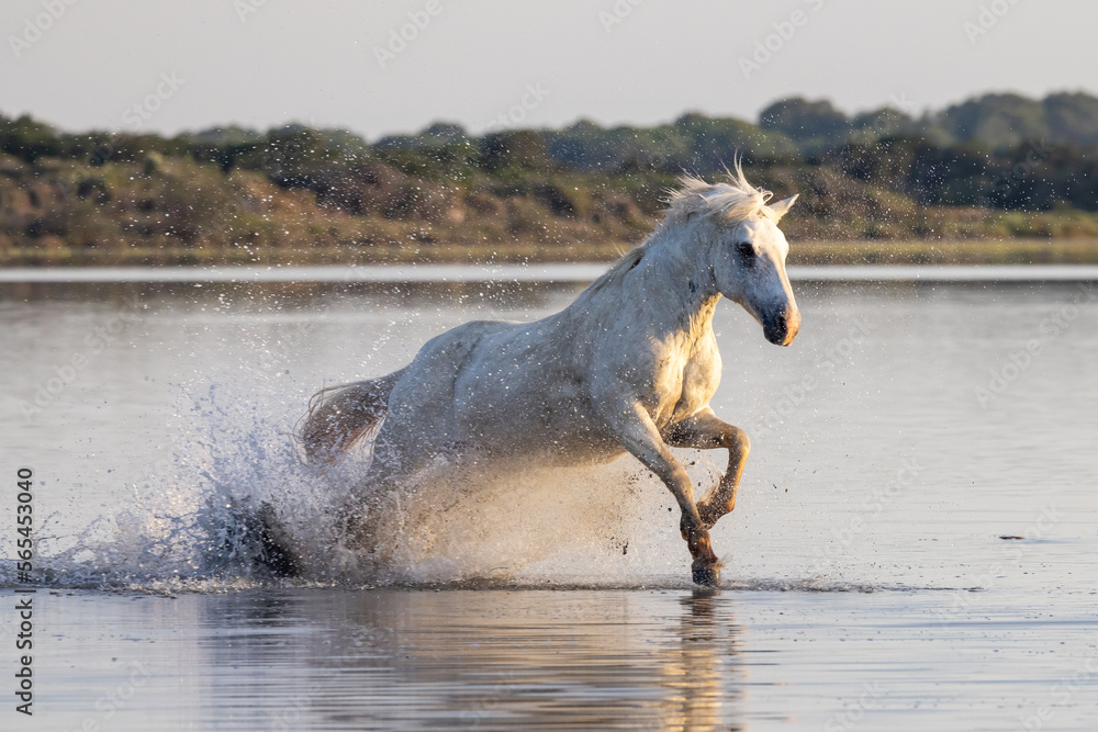 Horse running through the marshes of the Camargue.
