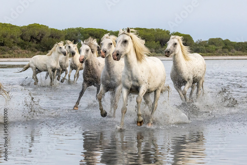 Herd of horses running through the marshes of the Camargue.