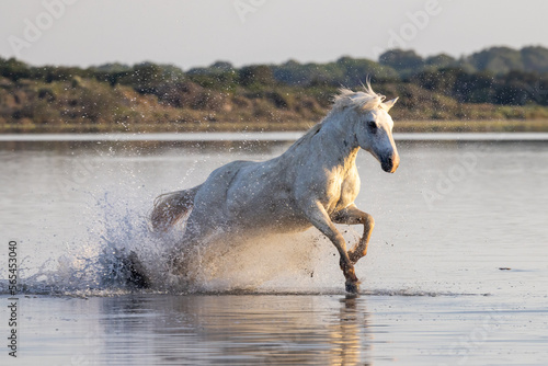 Horse running through the marshes of the Camargue. © emily_m_wilson