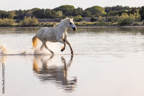 Horse running through the marshes of the Camargue.