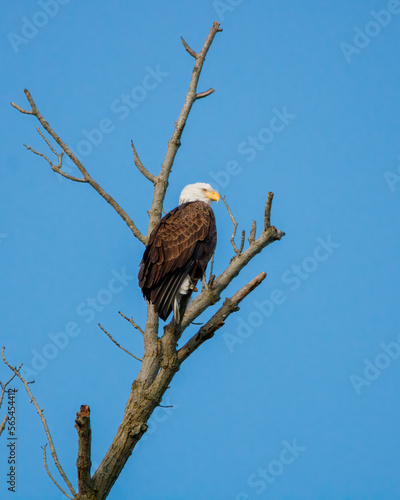 Eagle perched on a branch