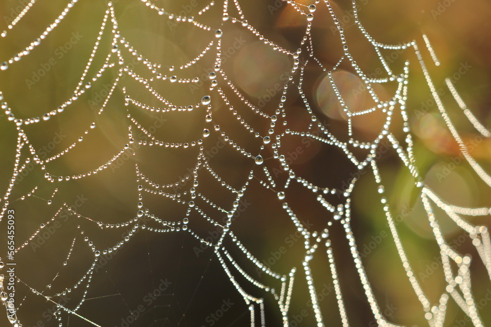 Fototapeta premium cobwebs and dew