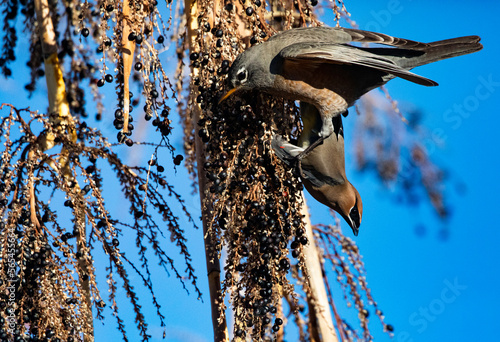 American Robin and Cedar Waxwing feed together on berries of Fan Palm tree  photo