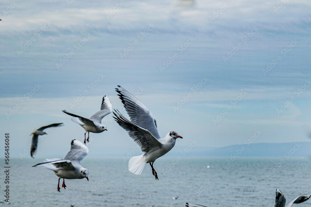 Fototapeta premium flock of seagulls