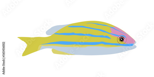 Bluestripe Snapper in flat style. Illustration of Common bluestripe snapper isolated on white background. Fish vector illustration